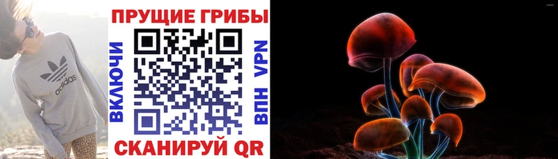 что такое наркотик  Белозерск  Псилоцибиновые грибы Psilocybe 